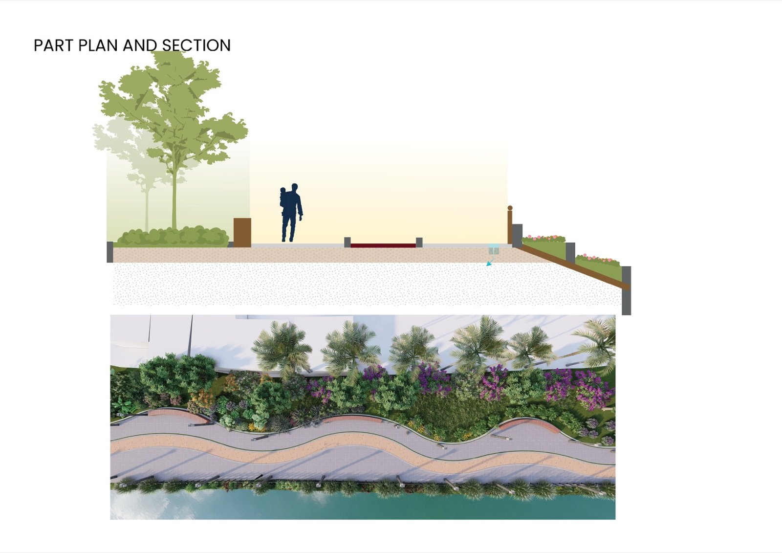Part plan and section of the promenade edge with planting